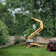 Best Stump Grinding and Removal  in La Grulla, TX