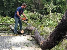 Best Seasonal Cleanup (Spring/Fall)  in La Grulla, TX