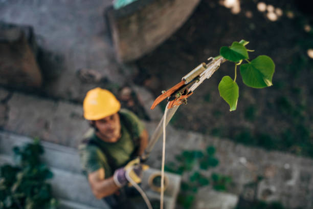 Best Utility Line Clearance  in La Grulla, TX