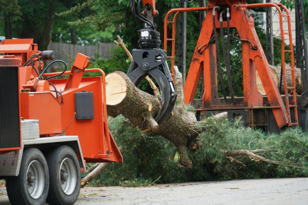 Best Tree Preservation Services  in La Grulla, TX