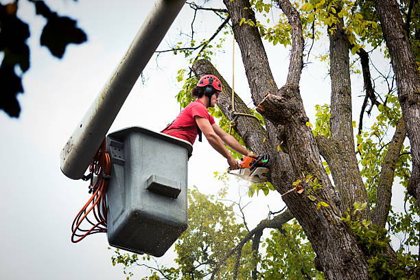 Best Hedge Trimming  in La Grulla, TX