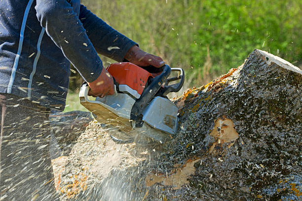 Best Tree Maintenance Programs  in La Grulla, TX