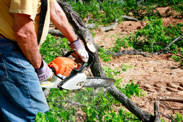 Best Tree Removal  in La Grulla, TX